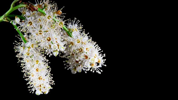 White Flowers Blooming in Time Lapse on a Black Background. Skimmia Blossoms