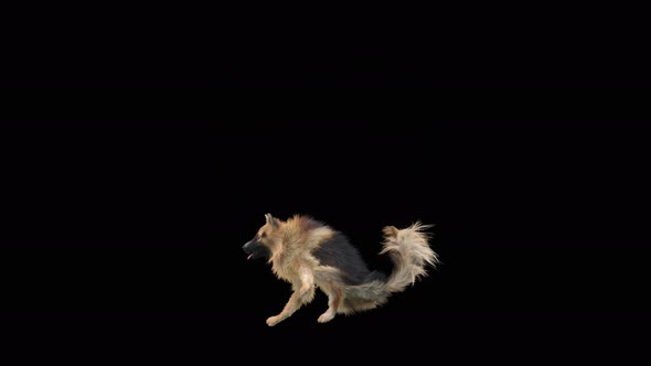 Dog Dance 4K