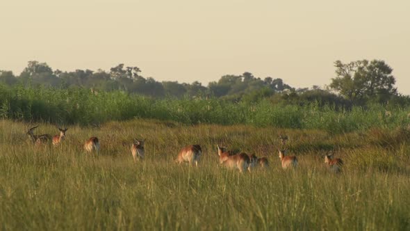 Herd of red lechwe make their way through the long grass in Botswana Africa