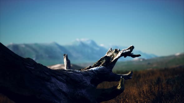 Old Tree Stump Trunk on the Hill at Sunset