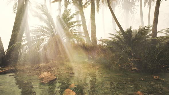 Coconut Palms in Deep Morning Fog