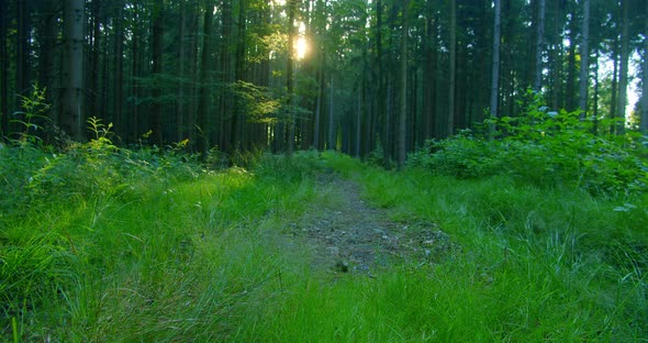 Amazing Sun Bursts Between Tree Trunks in Wild Picturesque Forest