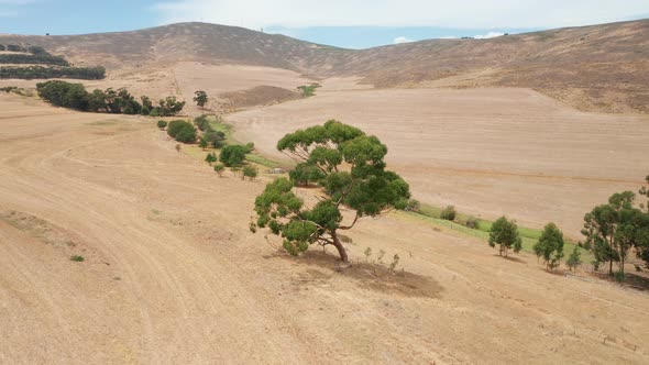 Flying Over a Tree on a Slope with a View of the Brown Hills, South Africa