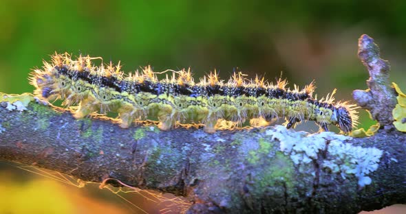 Small Tortoiseshell Aglais Urticae Caterpillar