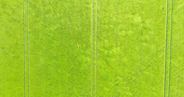 Aerial video of waves and ripples in a green barley field on a windy day, with three visible tramlin