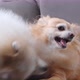 Chihuahua and pomeranian cute dogs playing bite together - VideoHive Item for Sale