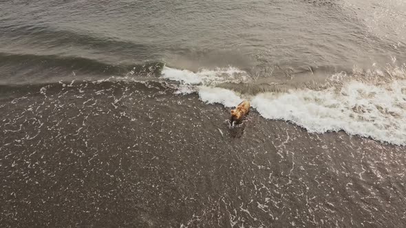 Drone View of a Bear That Has Caught a Fish and is Dragging It in Its Mouth