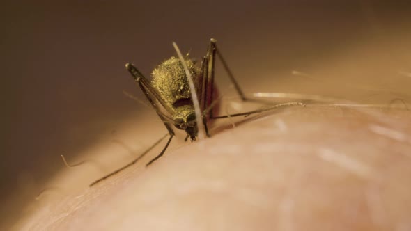 Female Mosquito with Its Abdomen Full of Red Blood is Sucking Out of a Man's Hand