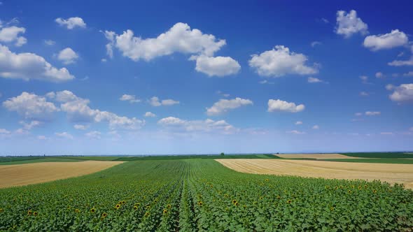 Rural Landscape with Sunflowers and Wheat Fields