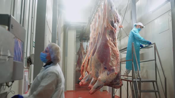 Quality Control at the Meat Production Plant a Female Worker Stamps and Labels Cow Carcasses Women