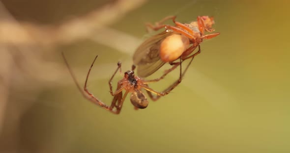 Close Up Macro Shot of a Spider Grabbed the Victim and Wrapped It in a Web