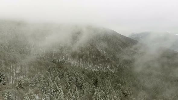 Winter Forest Through Clouds