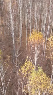 Vertical Video of Forest Landscape in Autumn Slow Motion