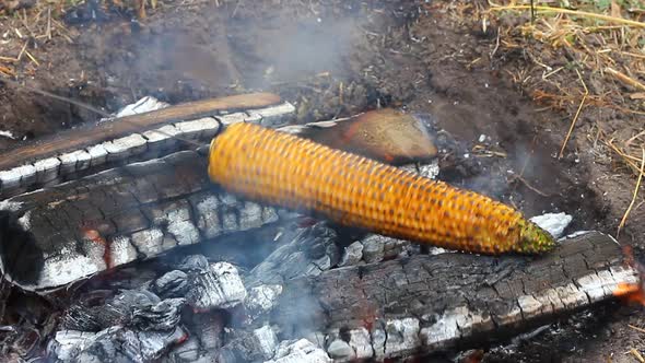 Corn is Fried on a Skewer in the Wild on Fire From a Fire and Coals Closeup
