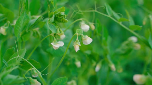 Blooming Pea Closeup on a Blurred Background