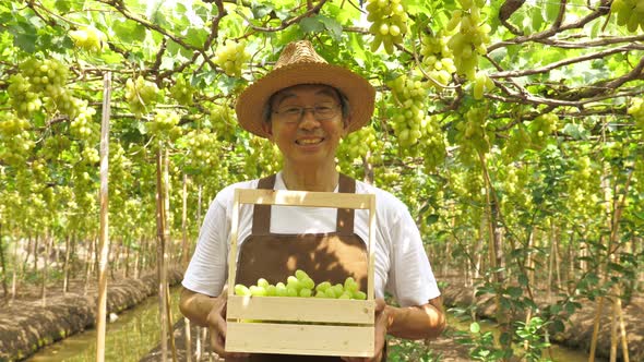 Happy senior farmer holding basket of grapes on vineyard background