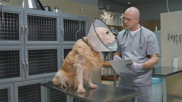 Veterinarian Examining Dog In E-Collar
