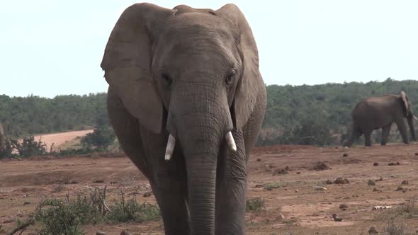 Close up of an African Elephant 