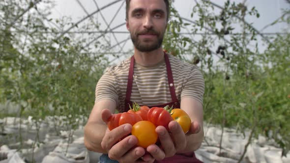 Fresh Colorful Tomatoes on Palms of Proud Farmer