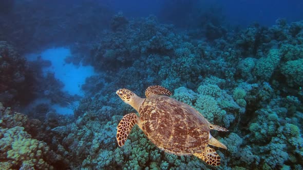 Turtle Coral Reef