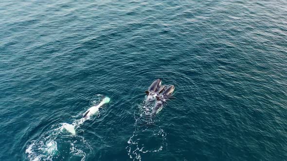 Orca Family Swim and Play Baby in Dark Pacific Waters