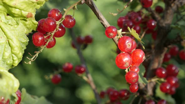 Redcurrant  berries deciduous shrub fruit close-up 4K 2160p 30fps UltraHD footage - Shallow DOF of h