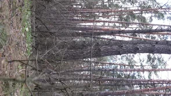 Vertical Video of Trees in a Pine Forest Slow Motion