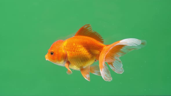 Gold Fish On Green Screen Background