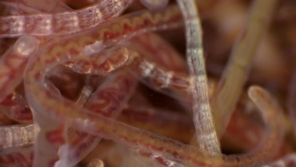 Colony of the Worm Tubifex Tubifex, Which Is Used As Food for Fish