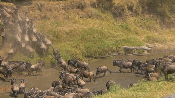 Gnus changing direction and running across a river