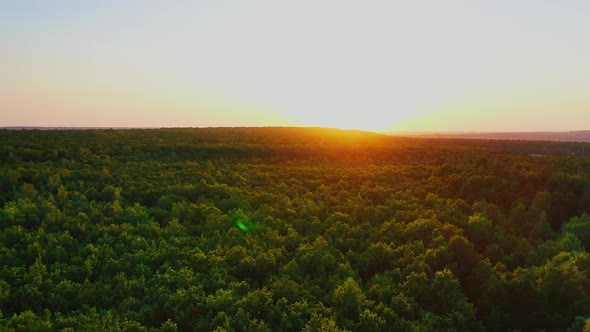 Green forest at sunset. Flying over the trees in summer wood in the evening.
