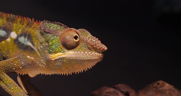 Panther Chameleon, furcifer pardalis, Adult standing on Branch, Madagascar, Slow motion 4K