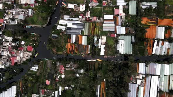 Cenital drone view of Channels in Xochimilco lake with cempashil flower plantations sorrounding