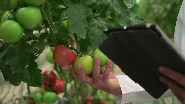 Hydroponic Greenhouse of Man Checking Tomato Vegetables and Using Tablet at Farm Spbd