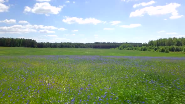 Aerial View on a Green Spring Fields with Blooming Cornflowers