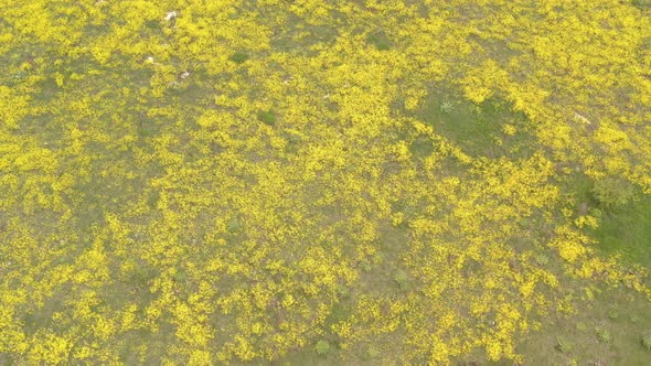Field of Golden-tuft madwort Alyssum Aurinia saxatilis flower by early spring 4K drone footage
