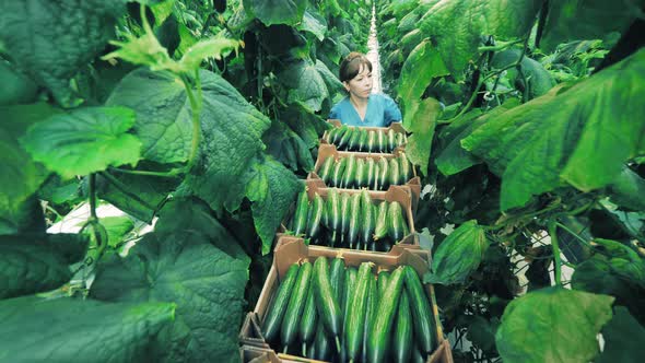 Female Gardener Works in a Glasshouse, Picking Cucumbers, Agriculutre Concept