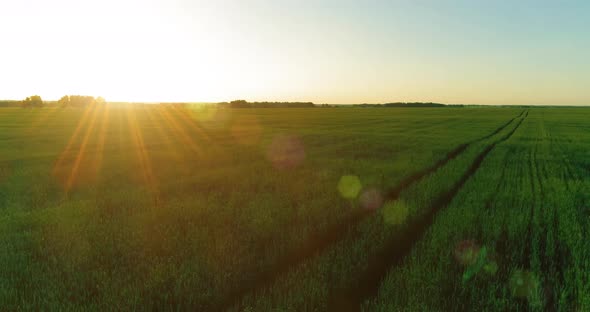 Low Altitude Flight Above Rural Summer Field with Endless Yellow Landscape at Summer Sunny Evening