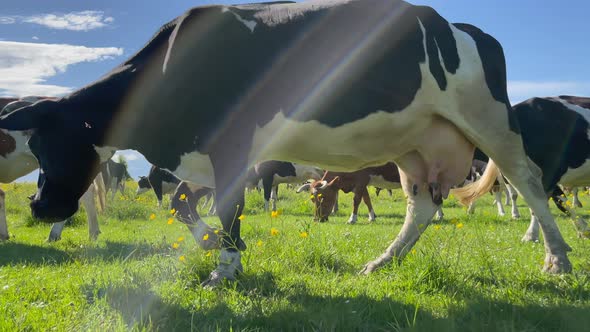 Milk Cow Grazing
