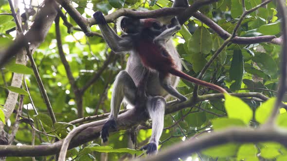 Red colobus monkey baby clumsily climbing on branch around its mother.