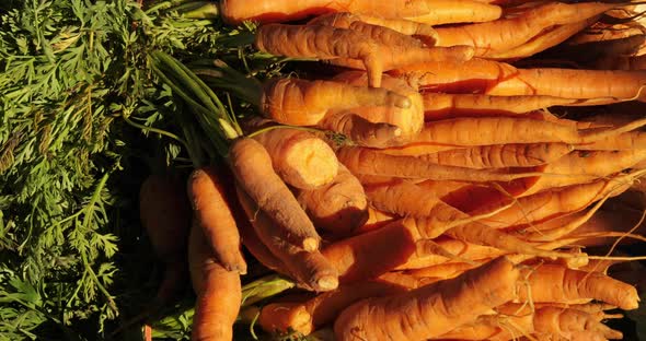 Fresh vegetables on stalls in a southern France market.