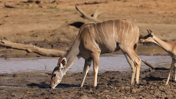 Kudu And Impala Antelopes Drinking Water