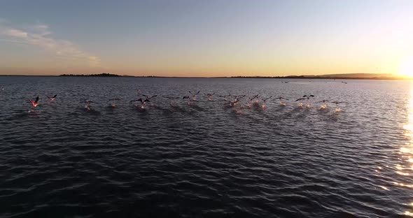 Flight of Pink Flamingos Over the Sea on a Winter Morning