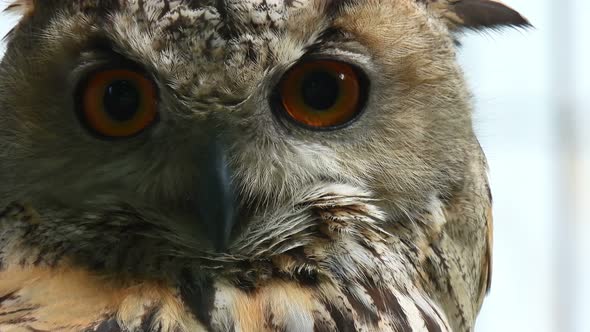 Bubo bubo whines his head.