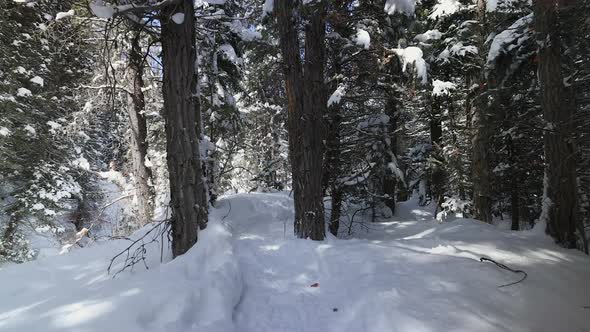 Following trail through the snow in forest in the Utah mountains