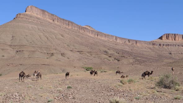 Herd of dromedary camels in the sahara desert 