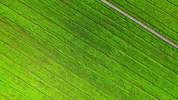 The sapling of the green rice plant. Video of fresh spring rice field