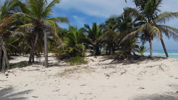 Tropical Vacation Golden Beach with Palm Trees in Dominican Republic