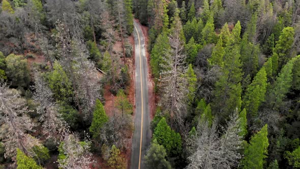 Aerial shot above a paved road through the forest after a winter rain.