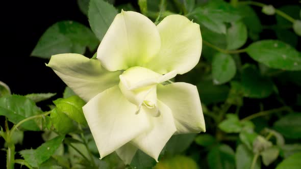 Time Lapse of Opening White Rose Flower